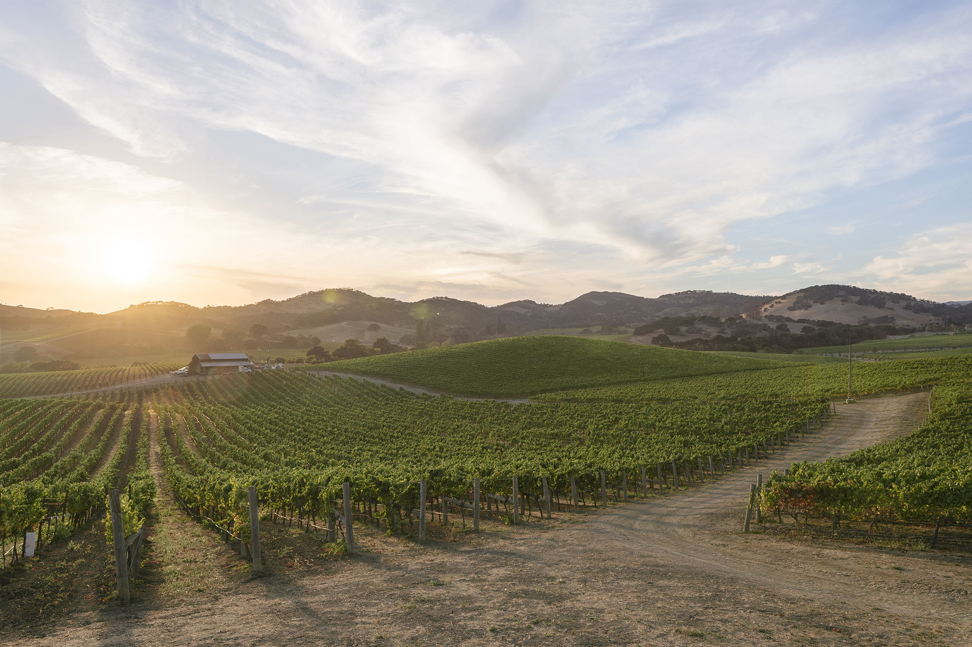 Wine_Countrycopy