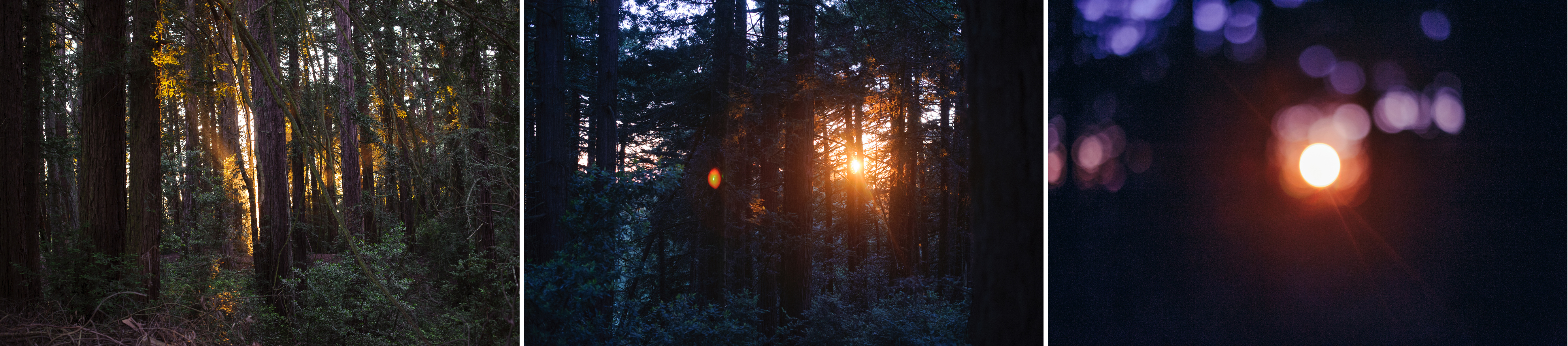 forest_d